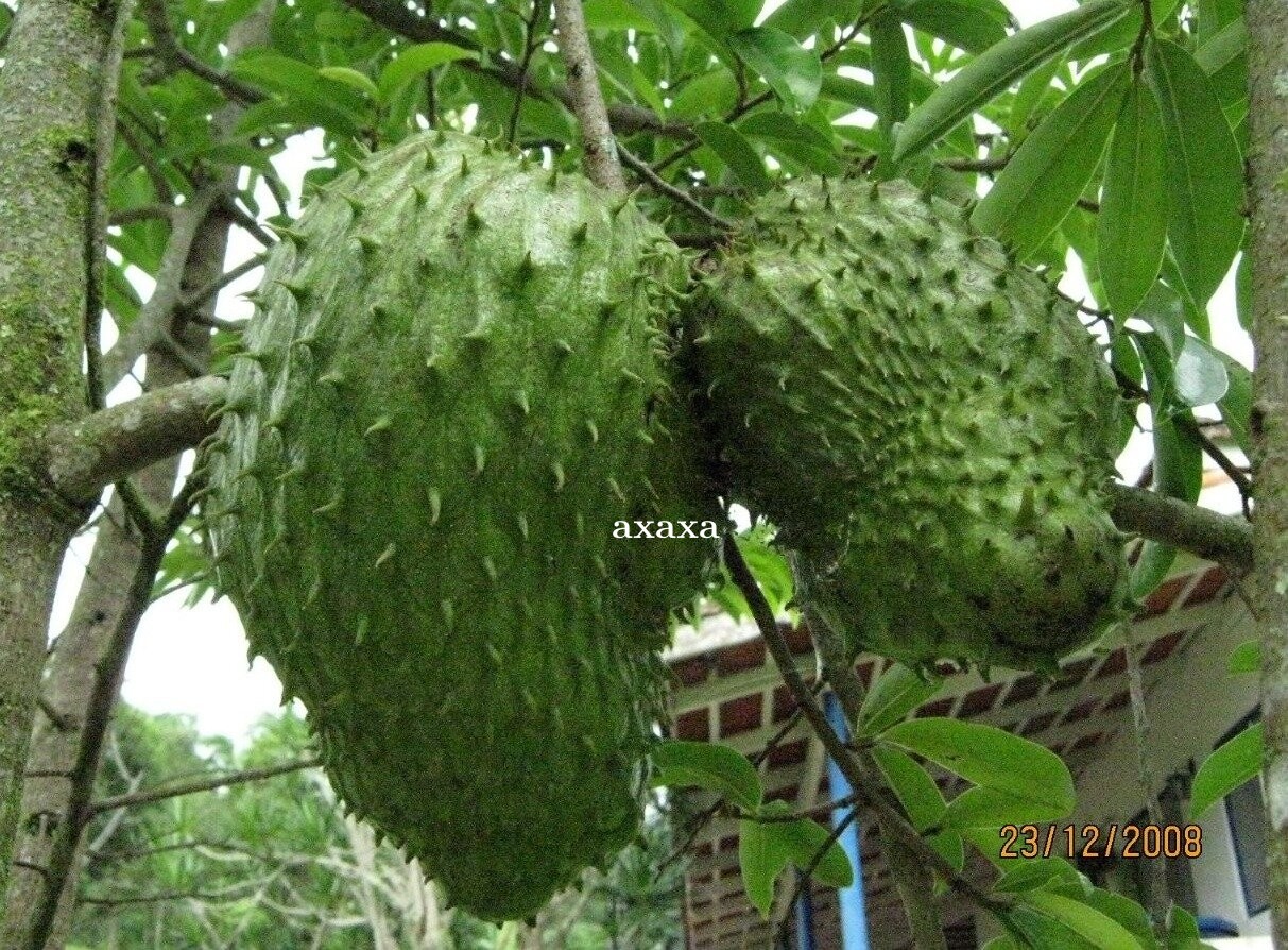 10 Manfaat dan Khasiat Kesehatan Buah Sirsak bagi Tubuh