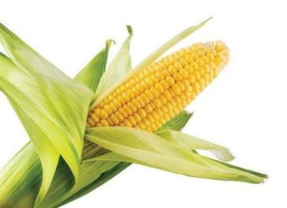 Corn Husk